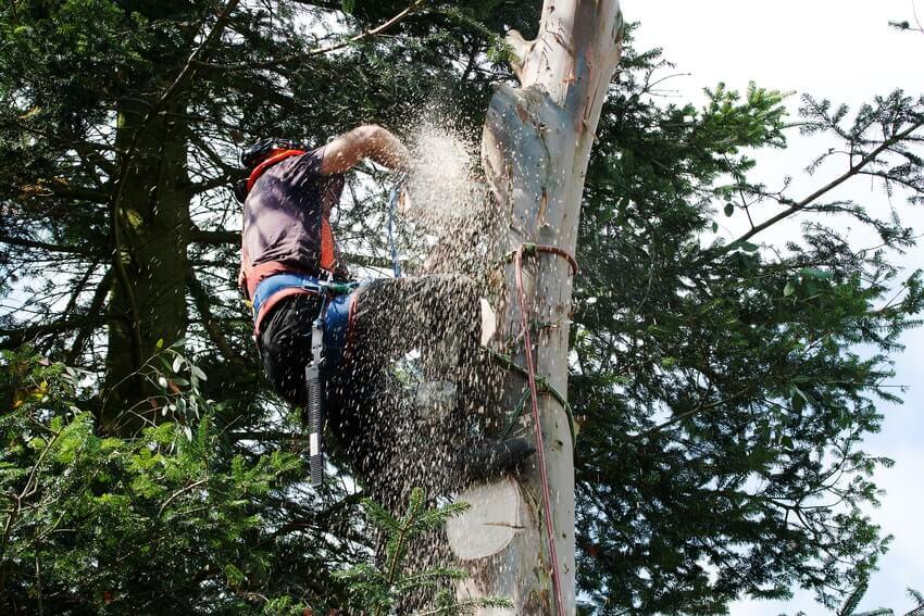 Tree Surgeons Battersea SW11